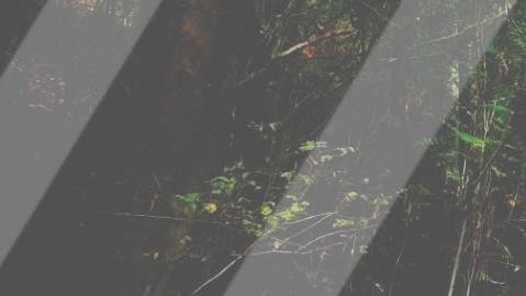 a2b1