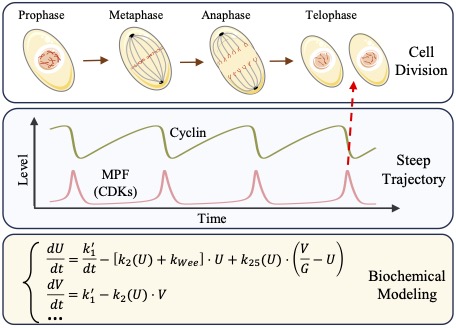 Biological Oscillation Prediction